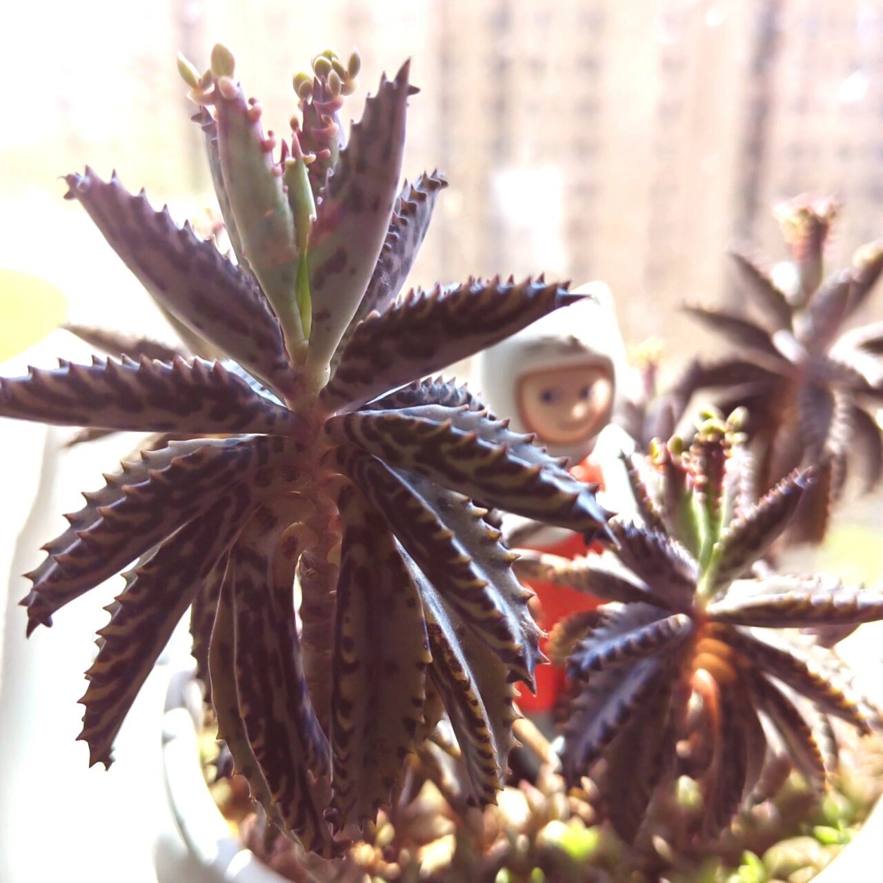 不死鸟顽强的生命力,应该得到珍惜.