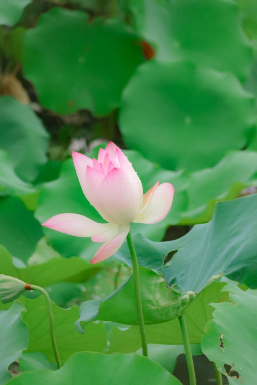 玉林五彩田园|春花夏荷,好运莲莲95 夏意盎然,生如荷花 清醒独立