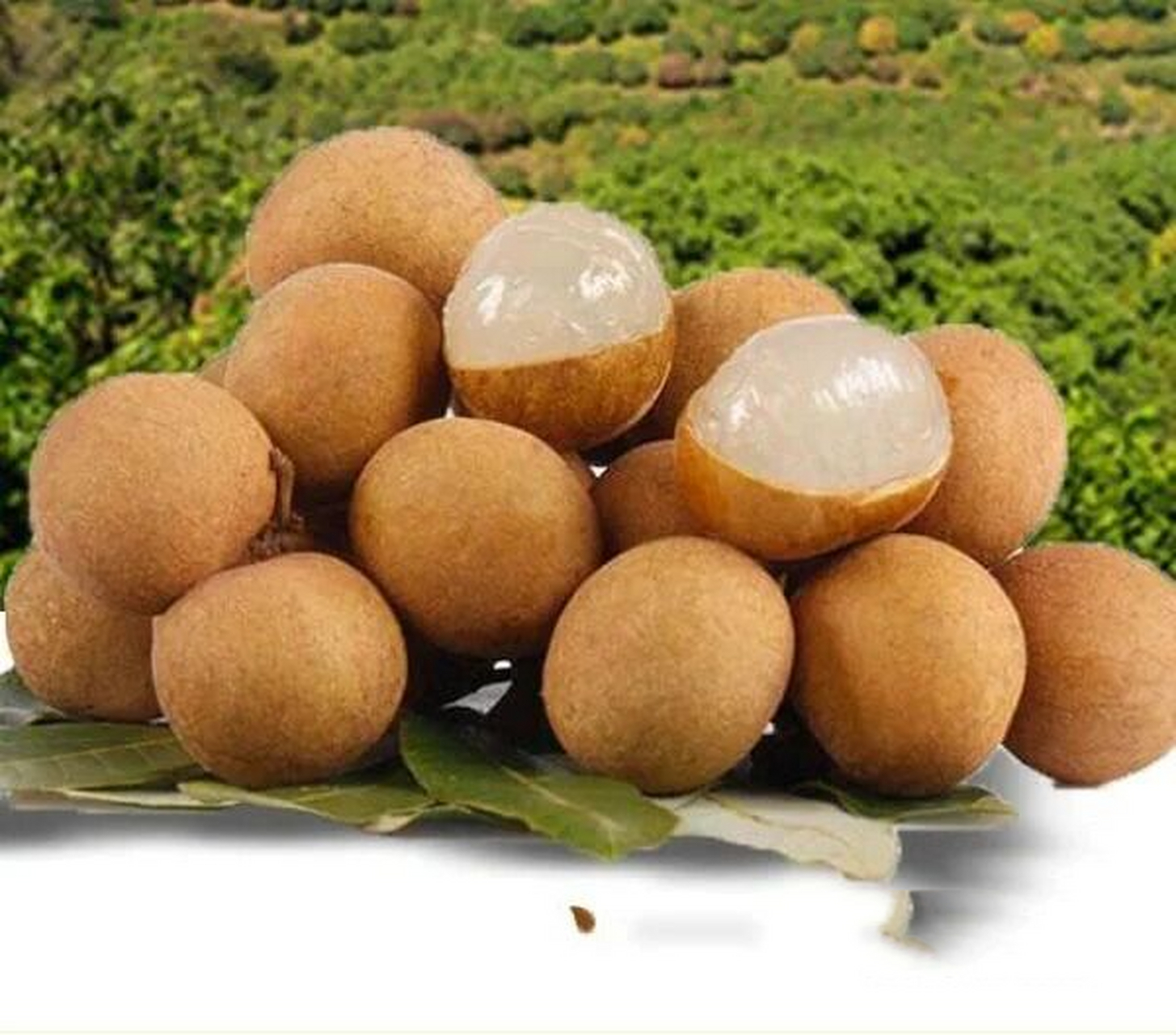 地标广东‖茂名储良龙眼南方人参果中神品 帕民龙眼(国家地理标志保护