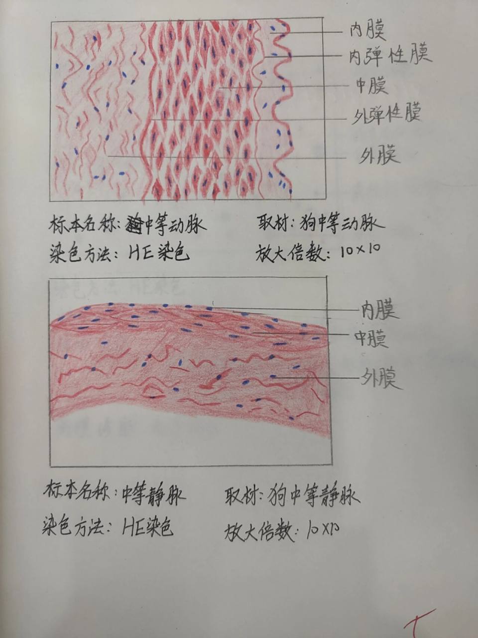 中等动静脉红蓝铅笔绘图 中等动脉,中等静脉,红蓝铅笔绘图