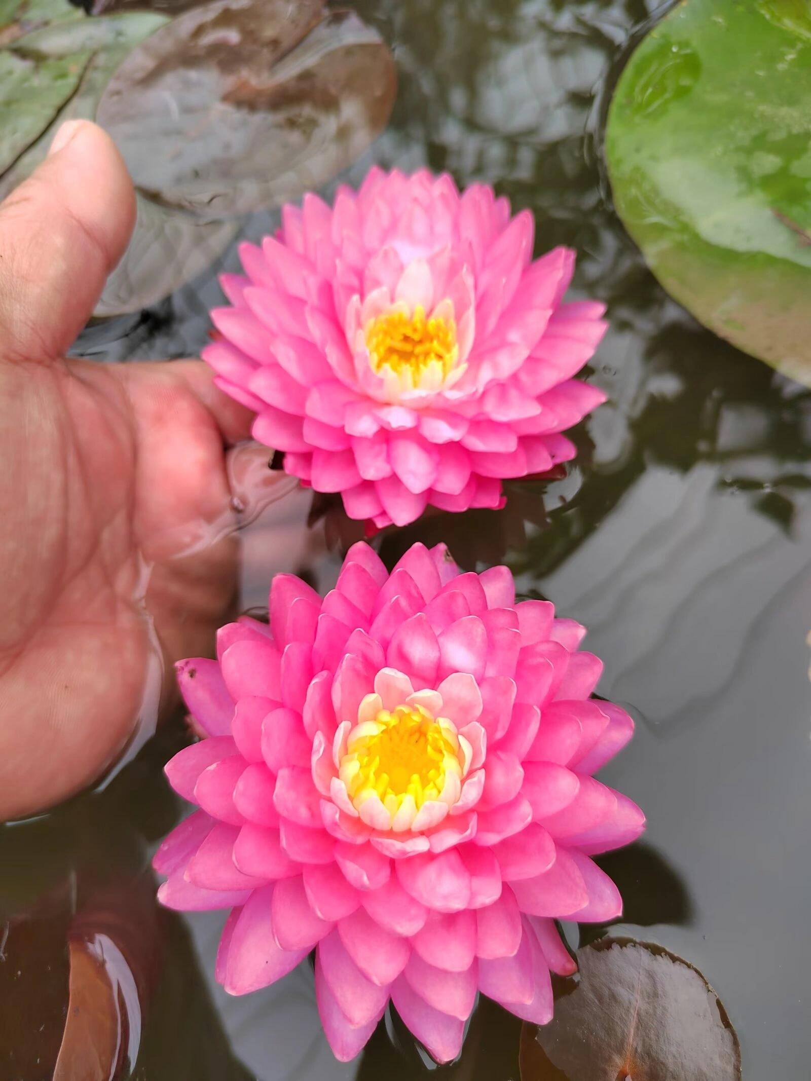 一天认识一种睡莲【品种2】 品种名:马克尼姆 (英文正常翻译应为马尼