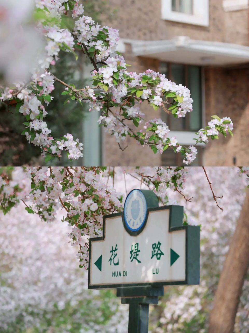 海棠季|天津大学海棠节最强路线攻略99 984月1号,就要迎来天大