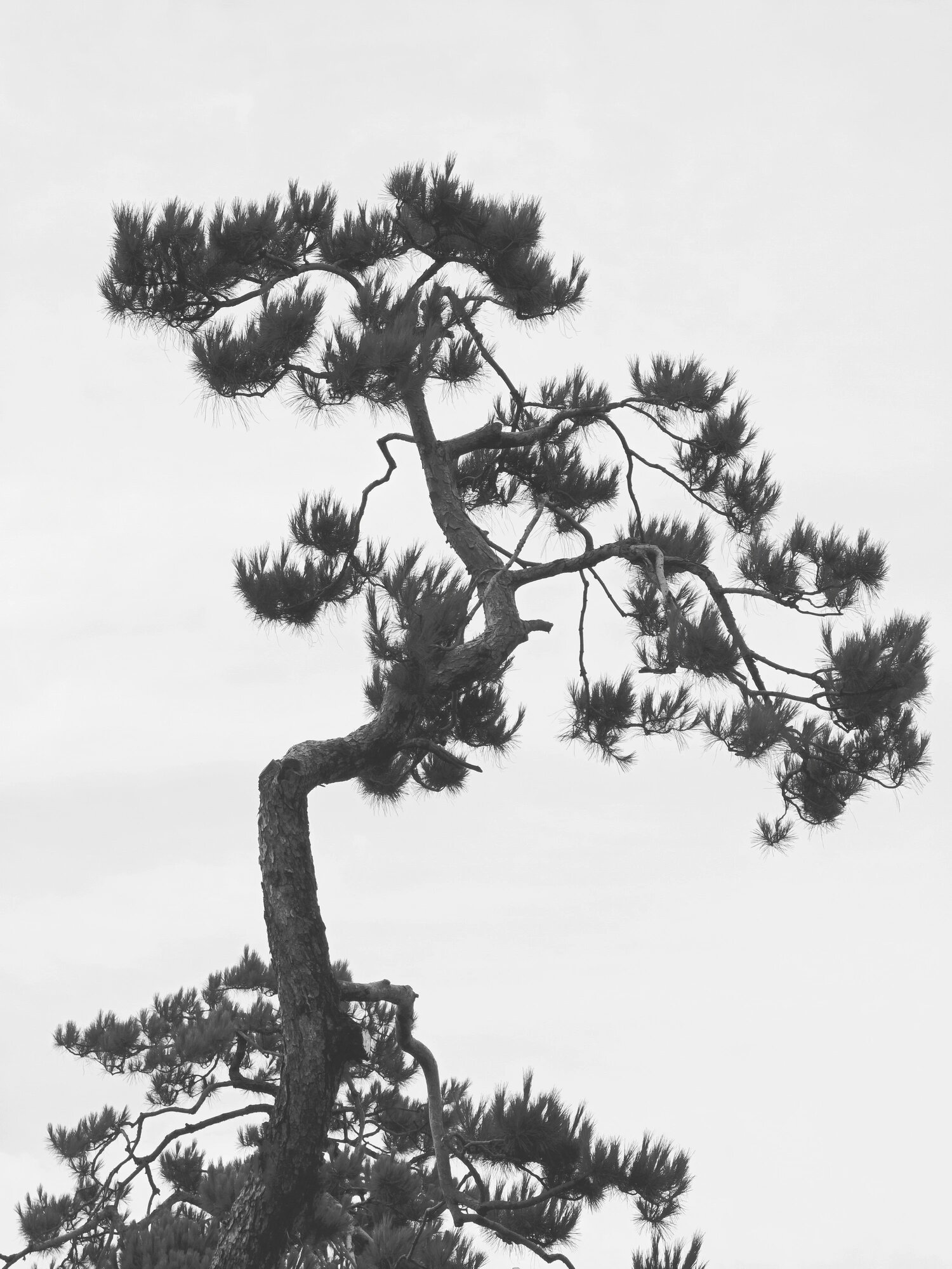 松树 #黑白摄影# #手机摄影