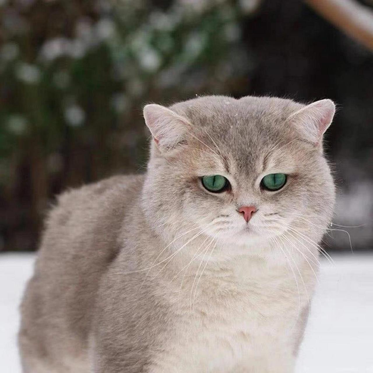 稀有色蓝金渐层介绍 首先来说说,什么是蓝金渐层?