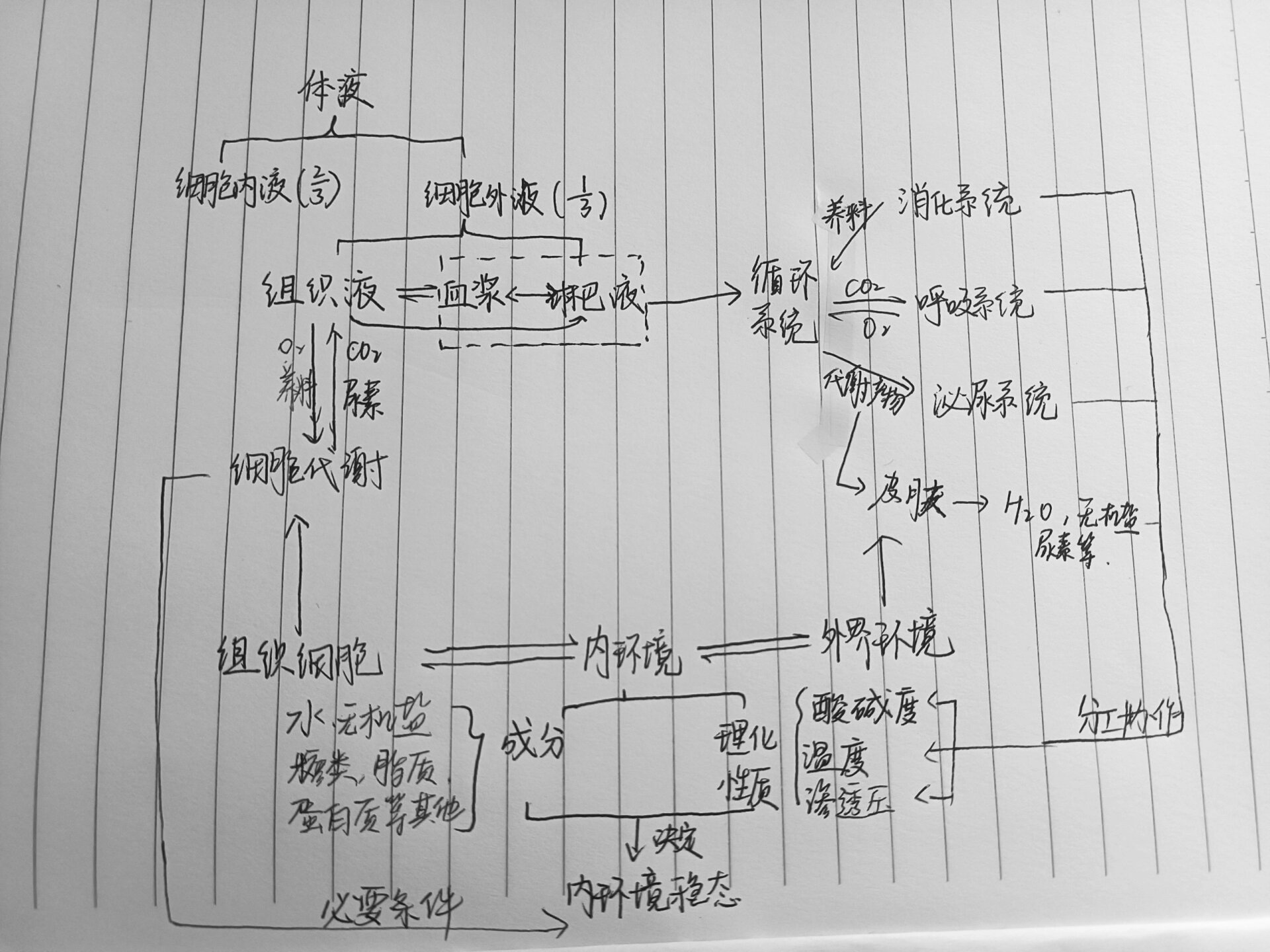 生物选修一第一第二章思维导图 生物选修一第一二章思维导图a4来啦