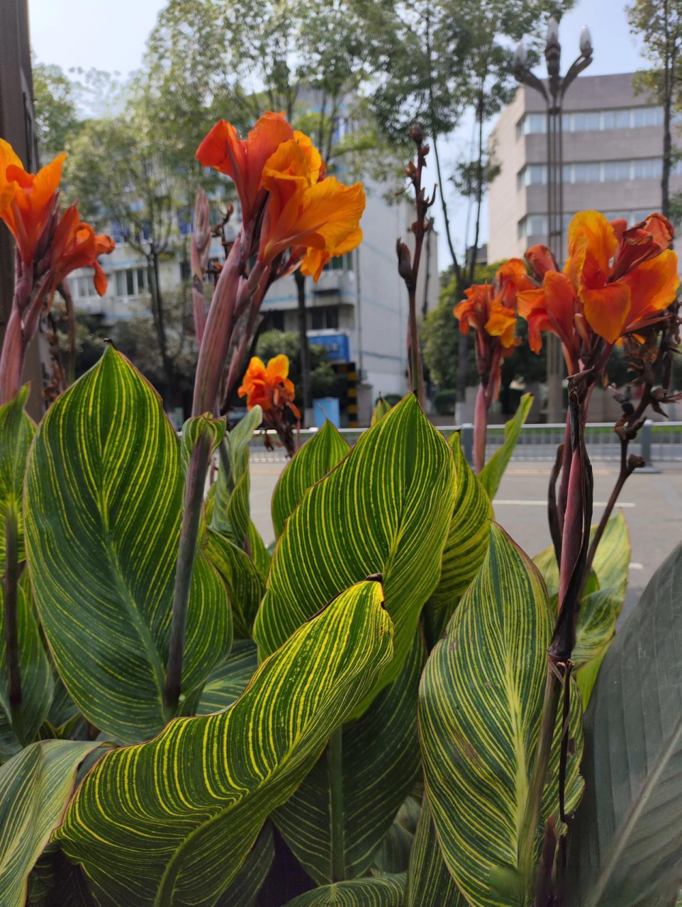 美人蕉 亭亭玉立 花资雅致 叶子 青翠娟秀 色泽鲜艳 清新怡人