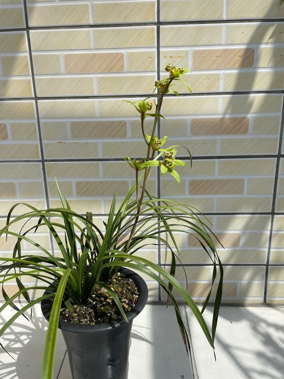 蕙兰绿牡丹,多瓣多舌狮子头奇花