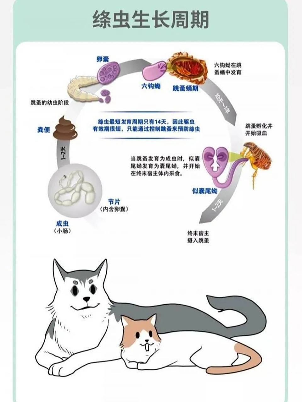 猫绦虫节片 太可怕太震惊了,记录一下 首先我的猫叫茶茶,这个事情最