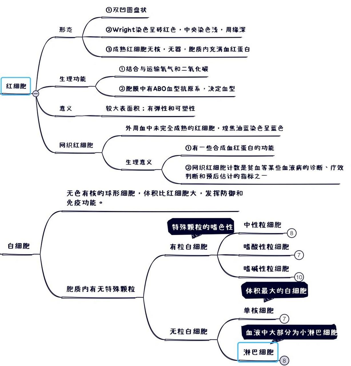 初中血液思维导图图片