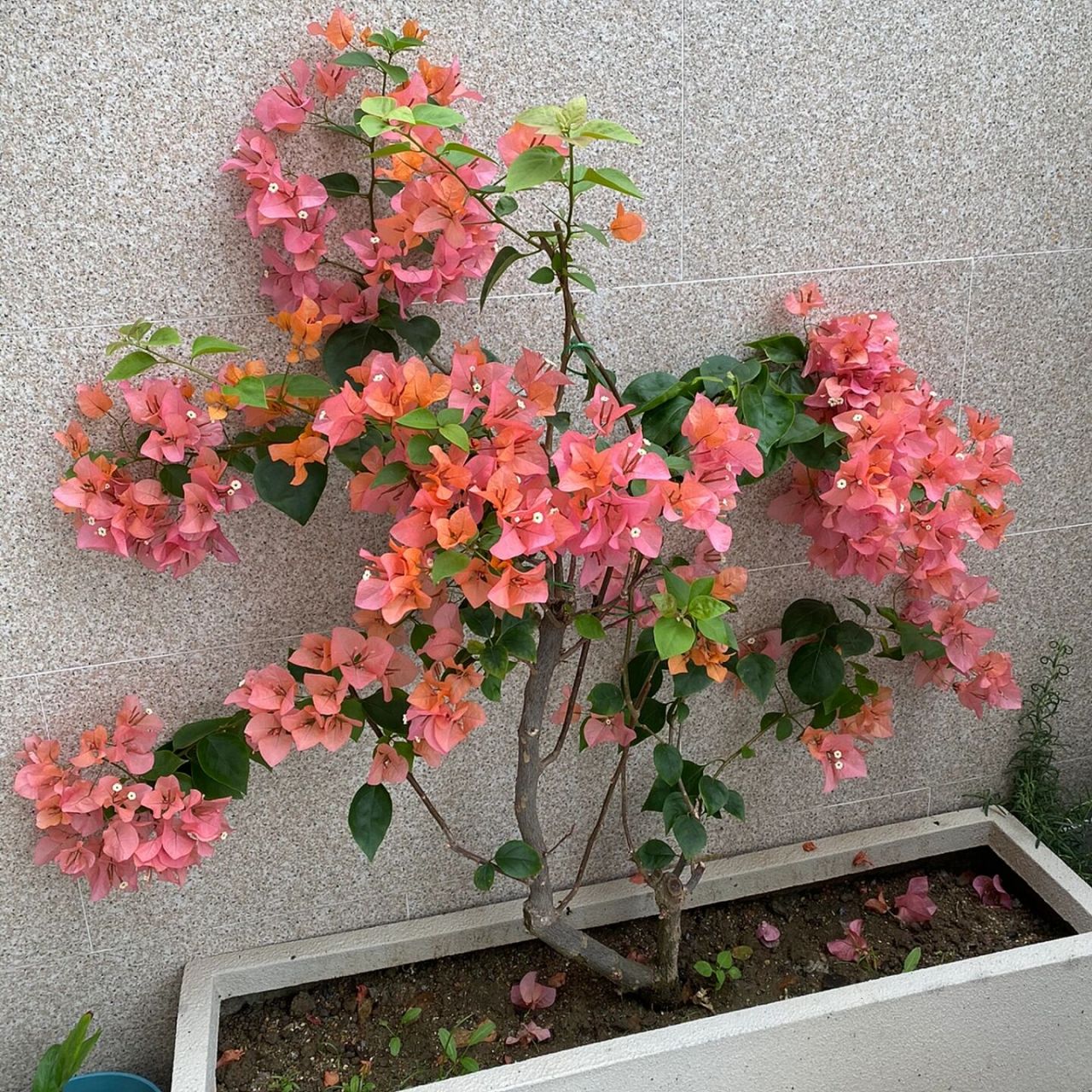 三角梅波伊斯玫瑰 波妹修剪了后一周就出花蕾了 花色从橙色逐渐变成粉
