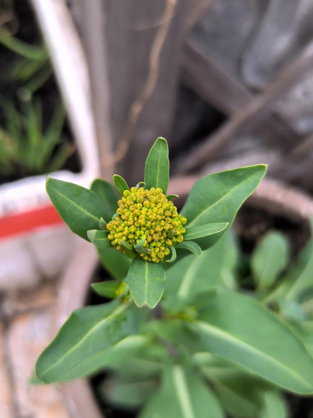 我的乌斯玛草终于开花了,整整三年啊