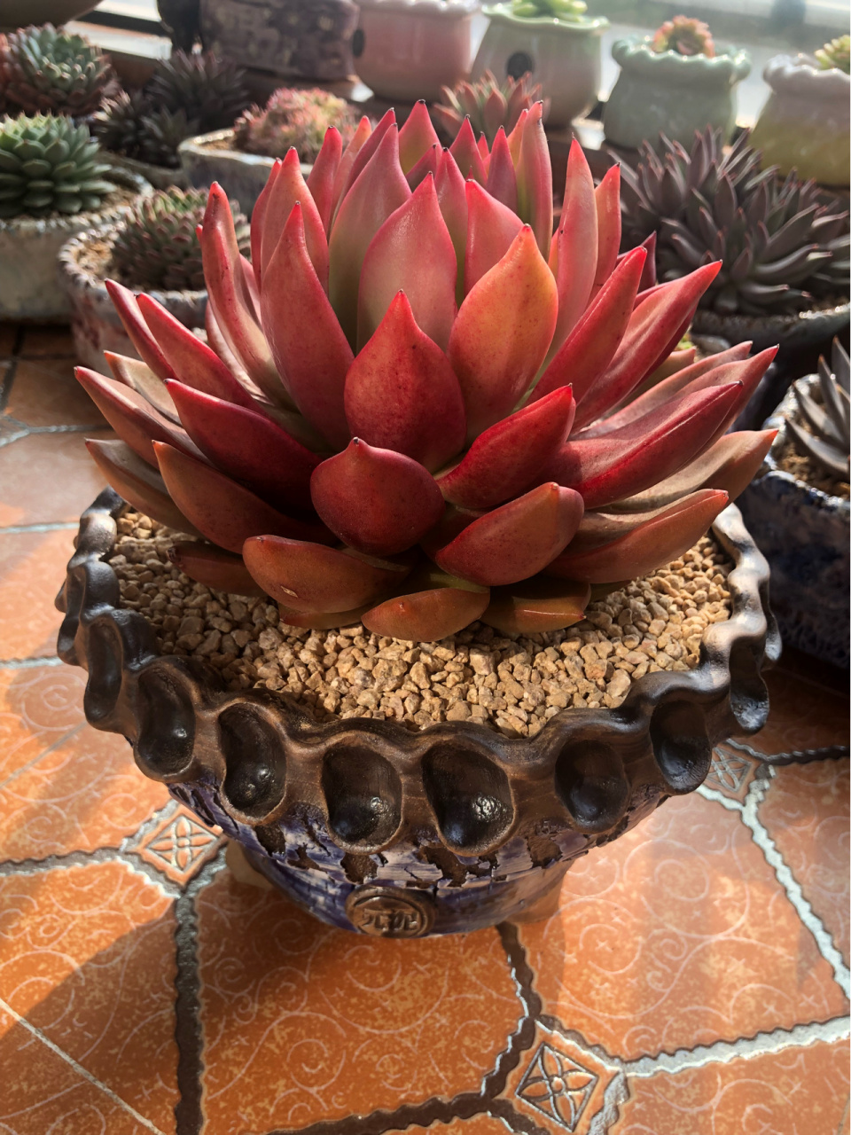 东云系多肉——超级弗兰克 不得不说,全状态的超弗确实很霸气,会让别