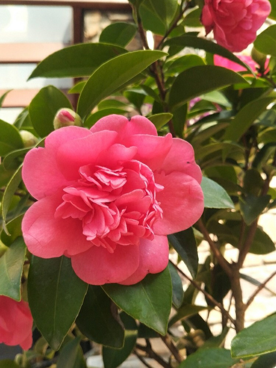 超级好养的茶花推荐-夏梦衍平 推荐给小伙伴这个四季茶花,夏梦衍平.