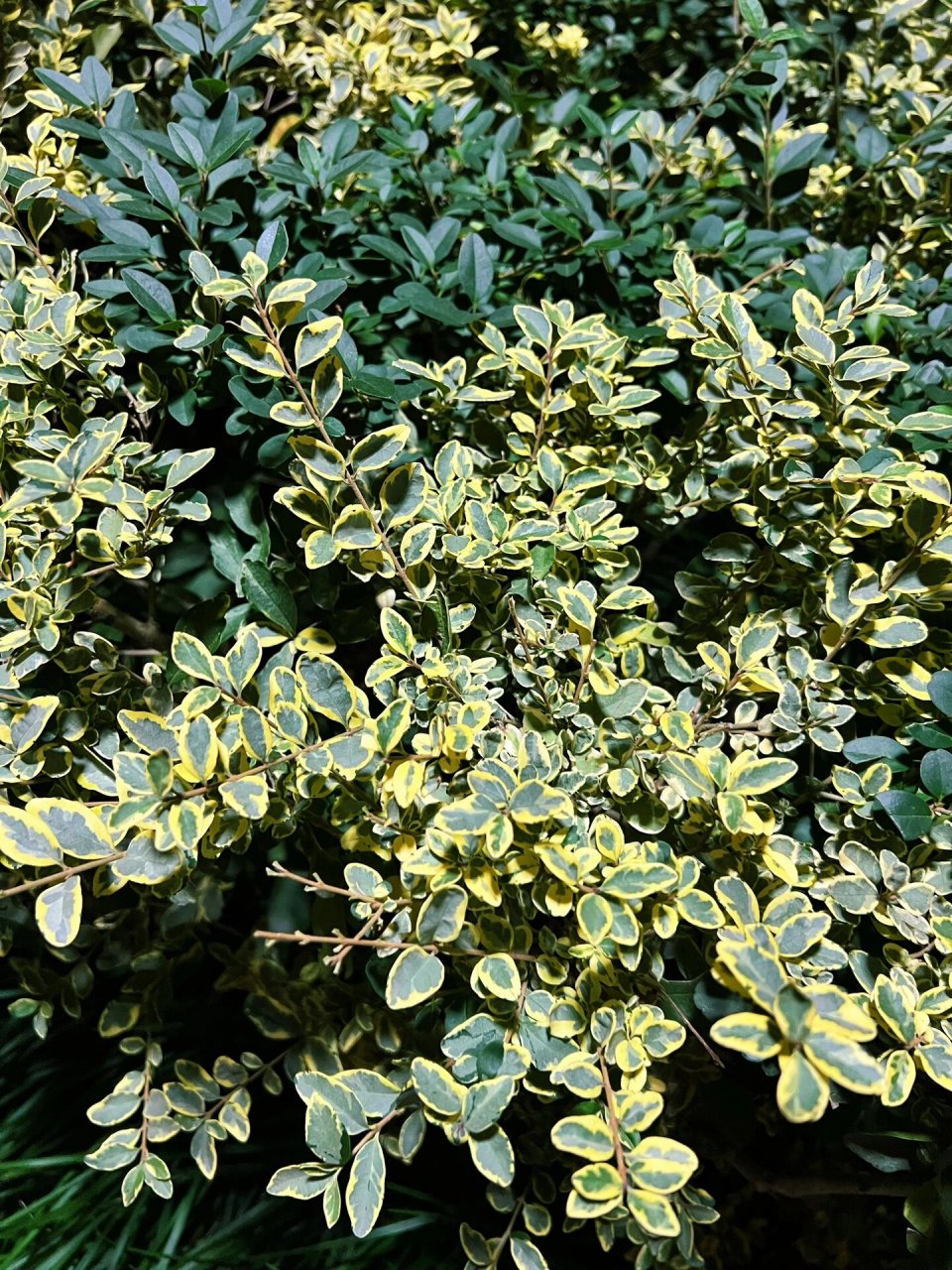 绿化带植物|银姬小蜡和锦熟黄杨 #绿化带的植物们# #植物科普# #植物