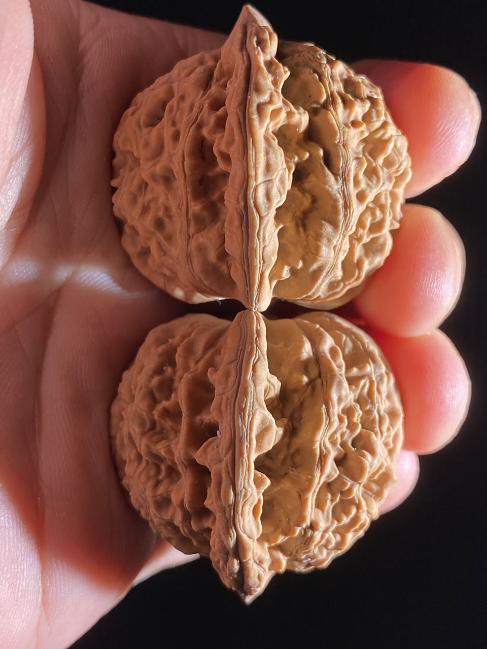 不走酱的房山霞云岭狮子头7515 筋粗,秋后下树自然离皮,尺寸涨手