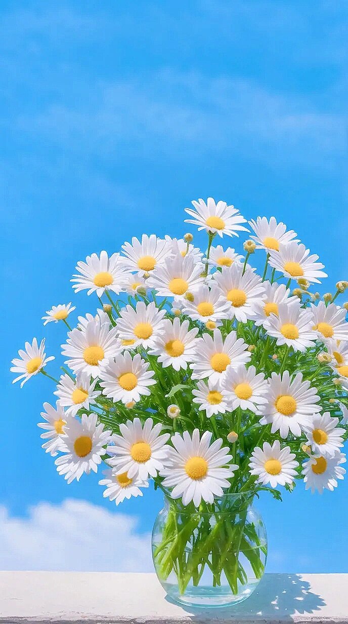 蓝天下清新小雏菊 这么清新漂亮的小雏菊,当然要分享给你了