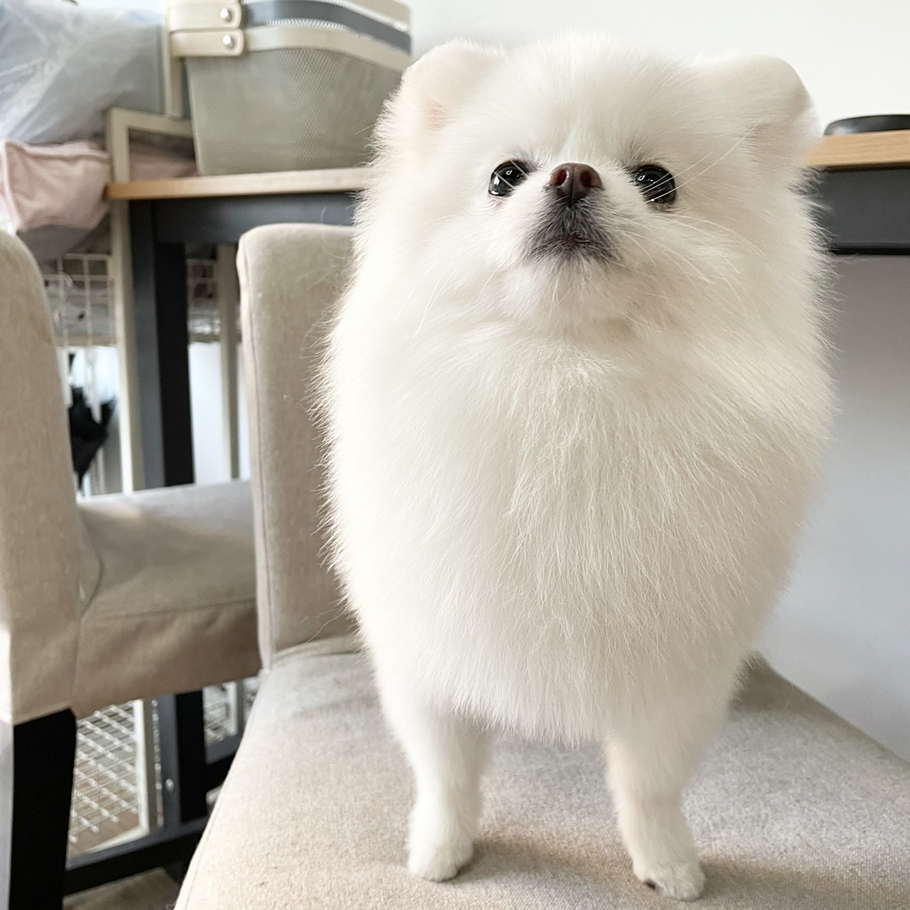 bobo剪毛啦90变身小海豹|博美 好喜欢这个小海豹装,越看越喜欢终于