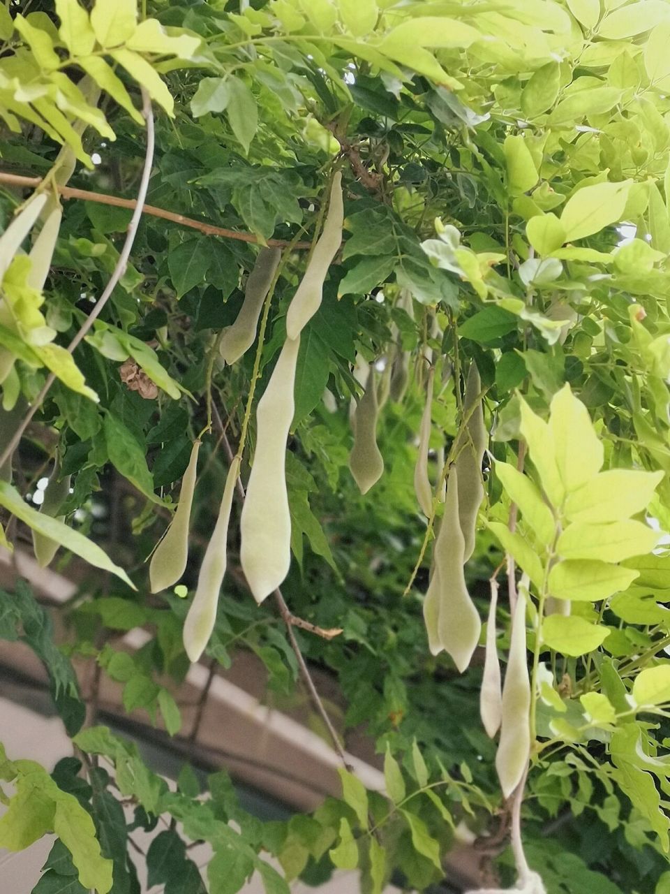 紫藤的果实