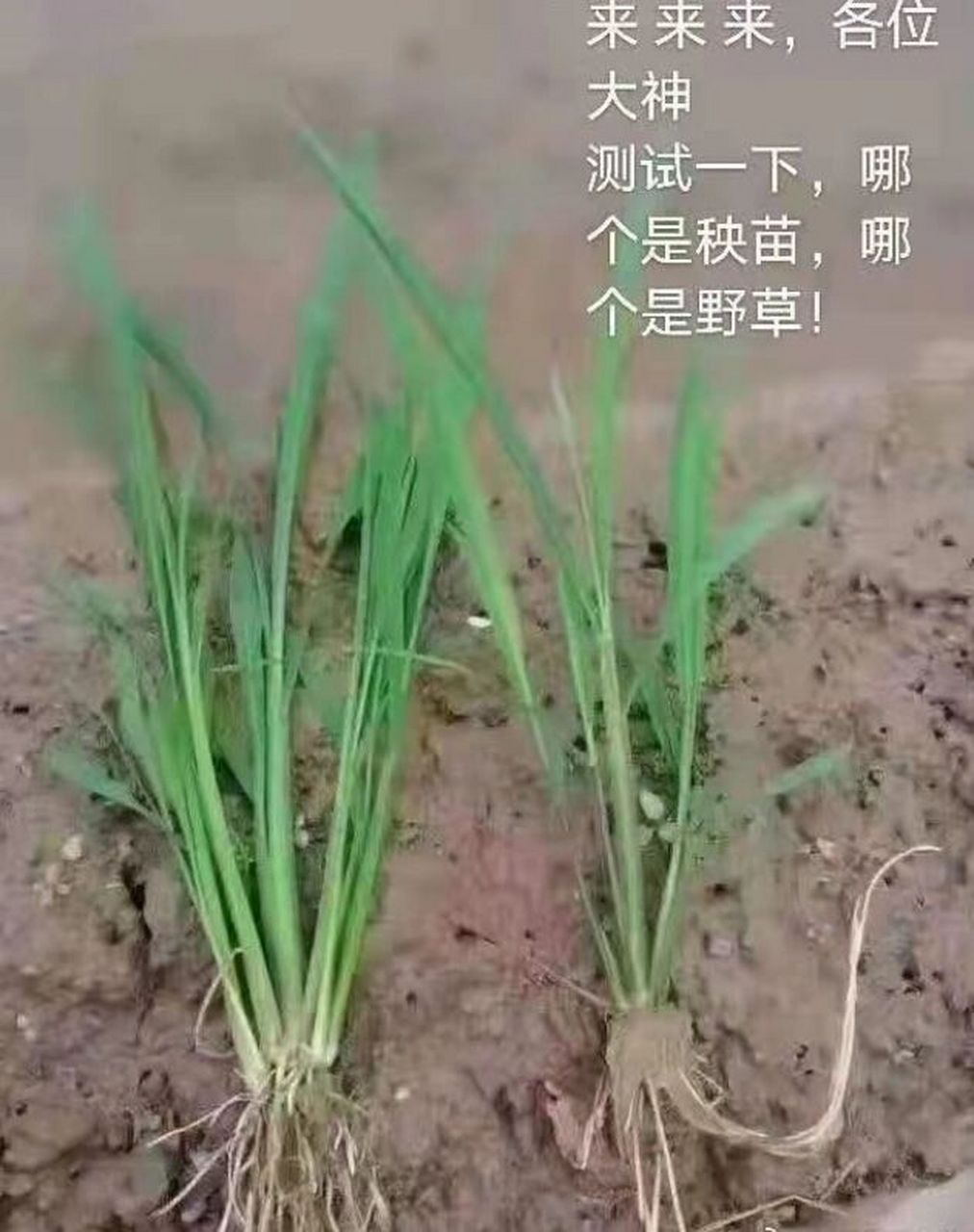 秧苗和野草傻傻分不清 也不知道区别在哪里!大家来找不同!