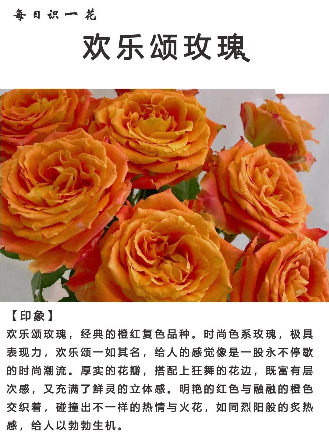 day011|每日识一花|欢乐颂玫瑰 欢乐颂玫瑰,经典的橙红复色品种.