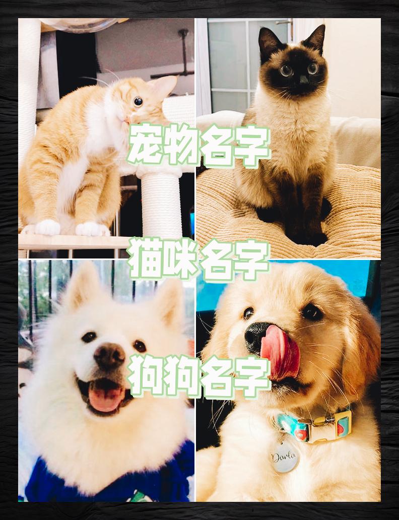 创意猫咪美名 悦耳