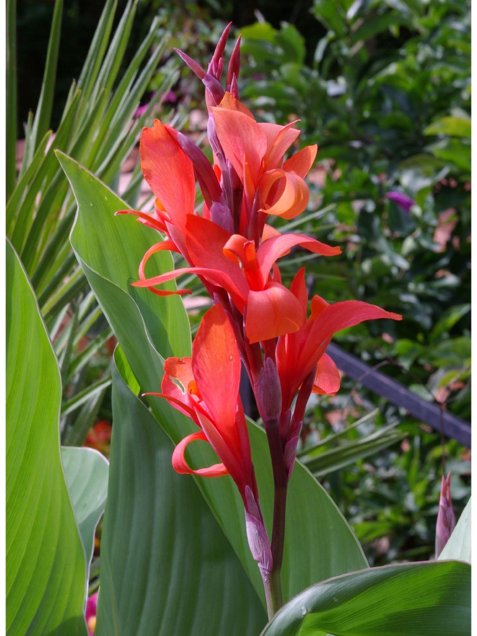 美人蕉│美人蕉科│每日识花│第184天 美人蕉(美人蕉科美人蕉属)