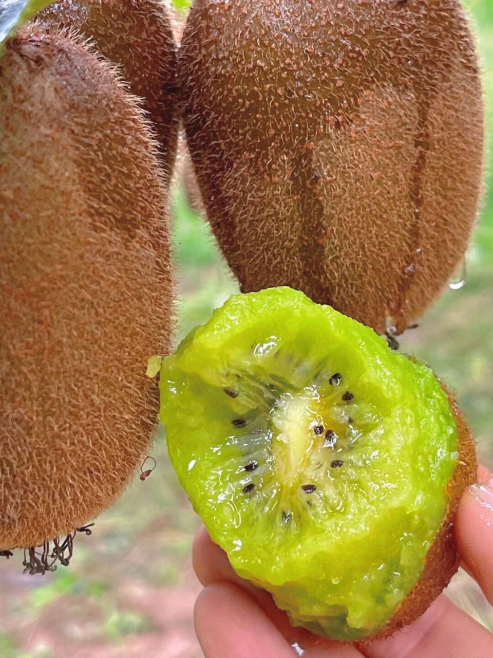 看清楚7515真不一样,分享翠香徐香07的区别 又是一年金秋季节