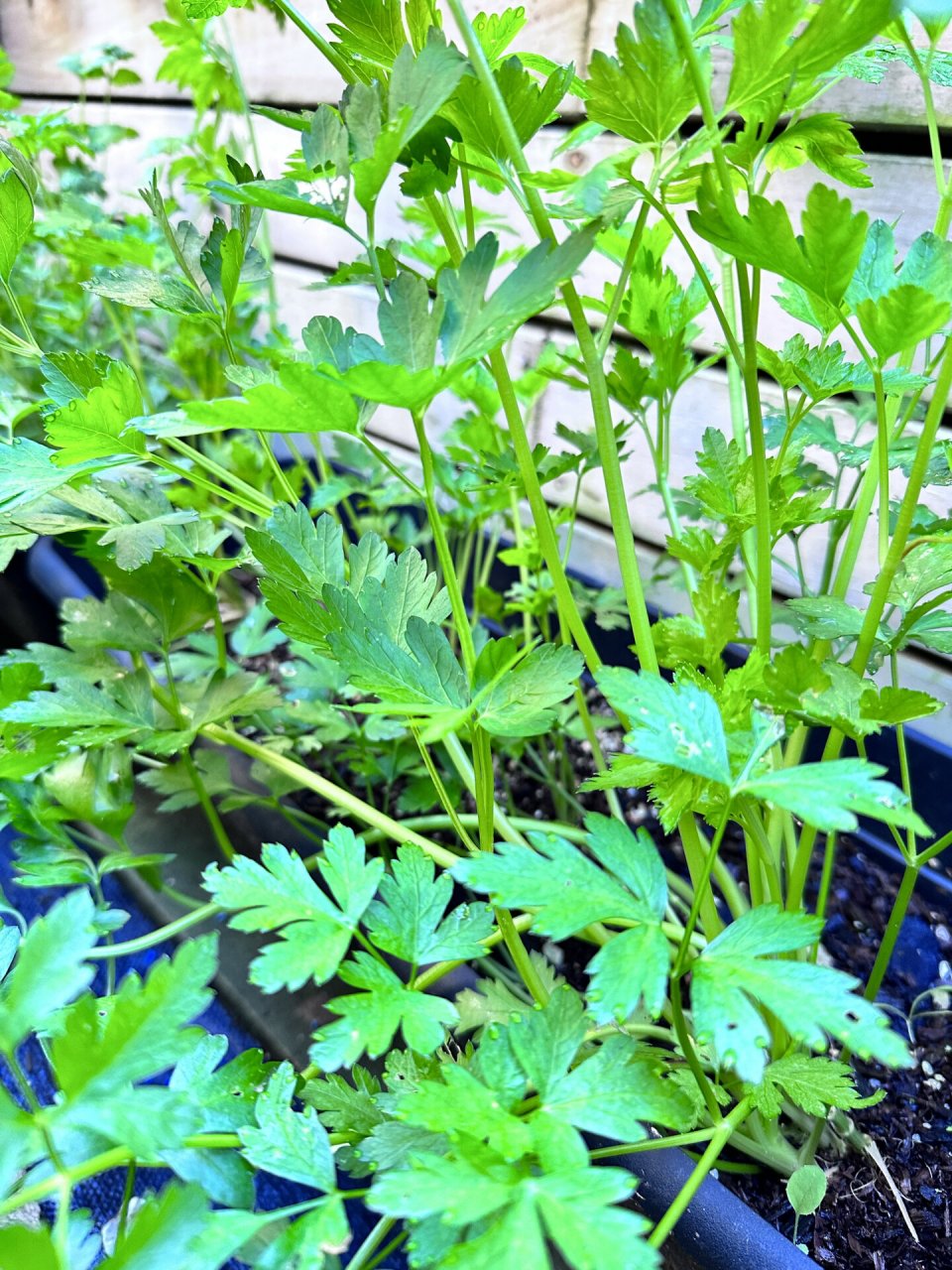 香菜类型 盆子里种的是中国香菜,意大利香菜,英国香菜,都长的不错.