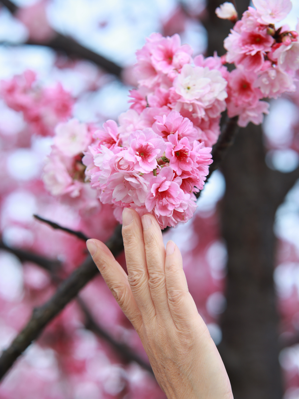 大理无量山冬樱花,错过了就得等一年!