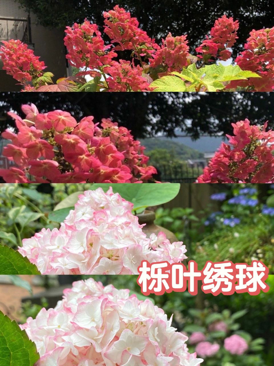 超新品栎叶绣球"红宝石拖鞋" 【超新品栎叶绣球"红宝石拖鞋"】 变色