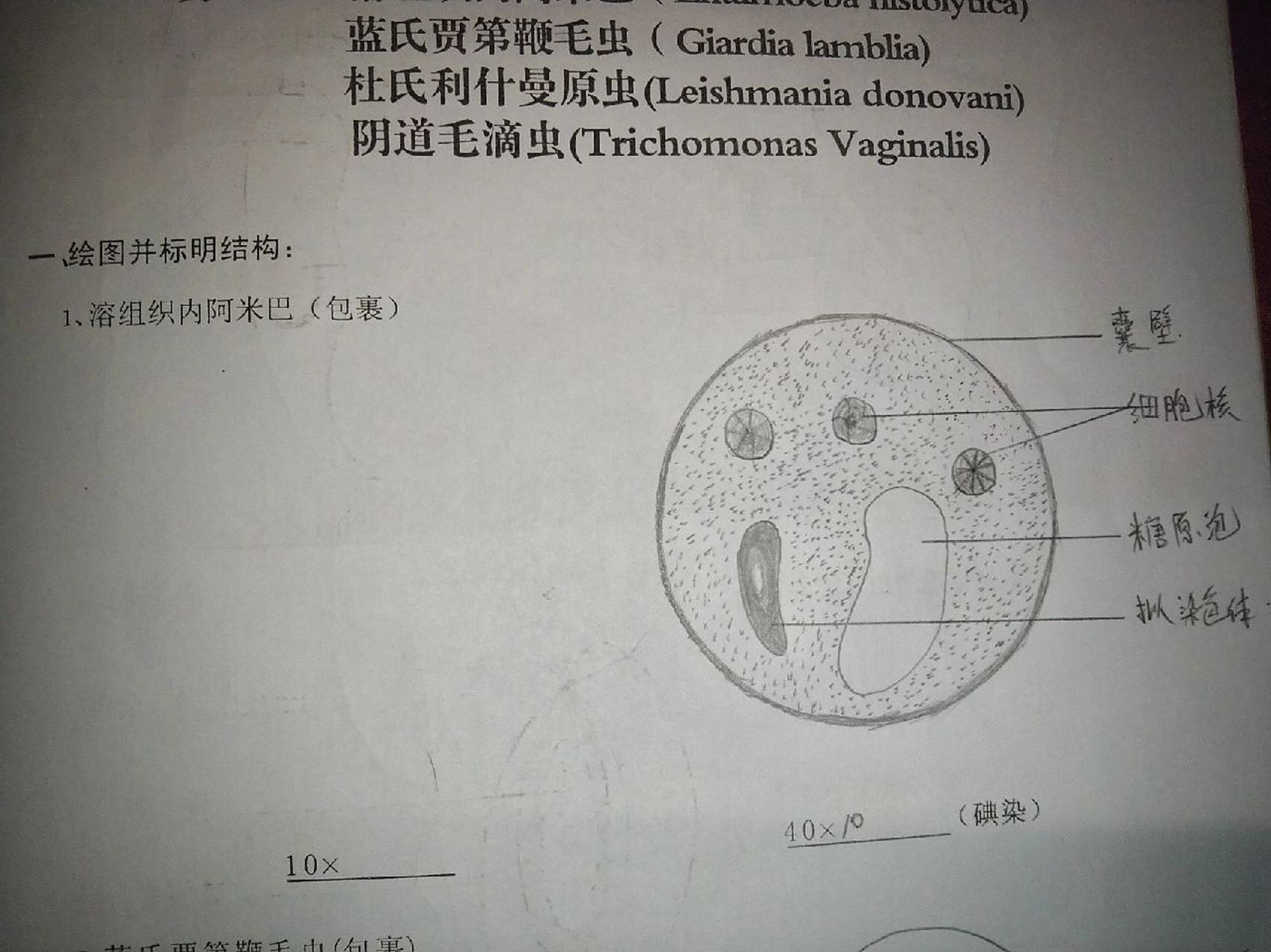 溶组织内阿米巴(手绘图) 2.蓝氏贾第鞭毛虫(包囊) 3.