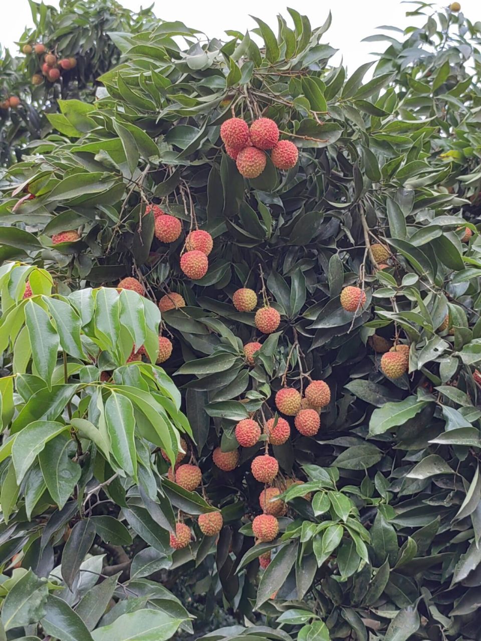 合江带绿荔枝(自家的) 带绿荔枝,朋友订单80斤,现摘现发,味甘清香,皮