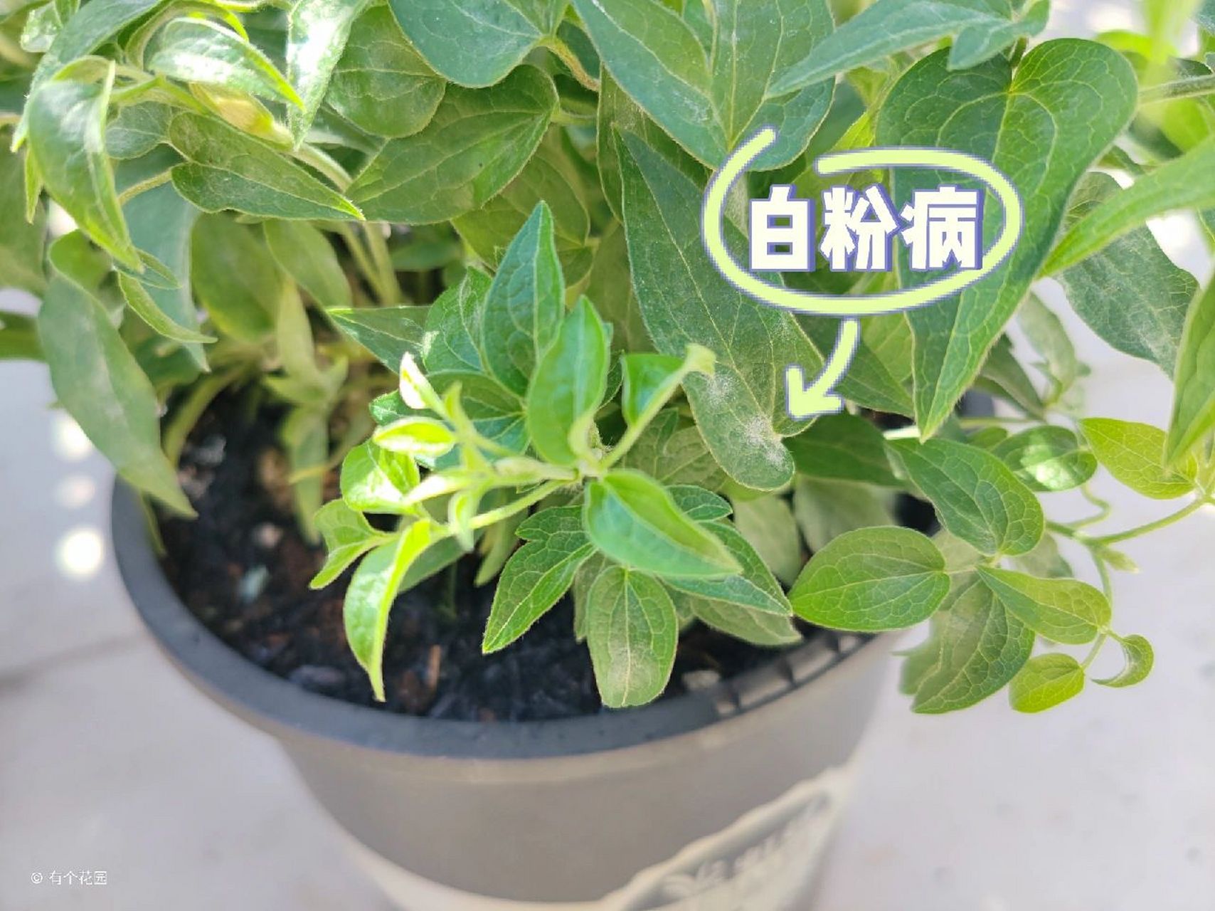 铁线莲病虫害之白粉病～ 昨天可能是我手欠水浇的有点多(浇之前盆土