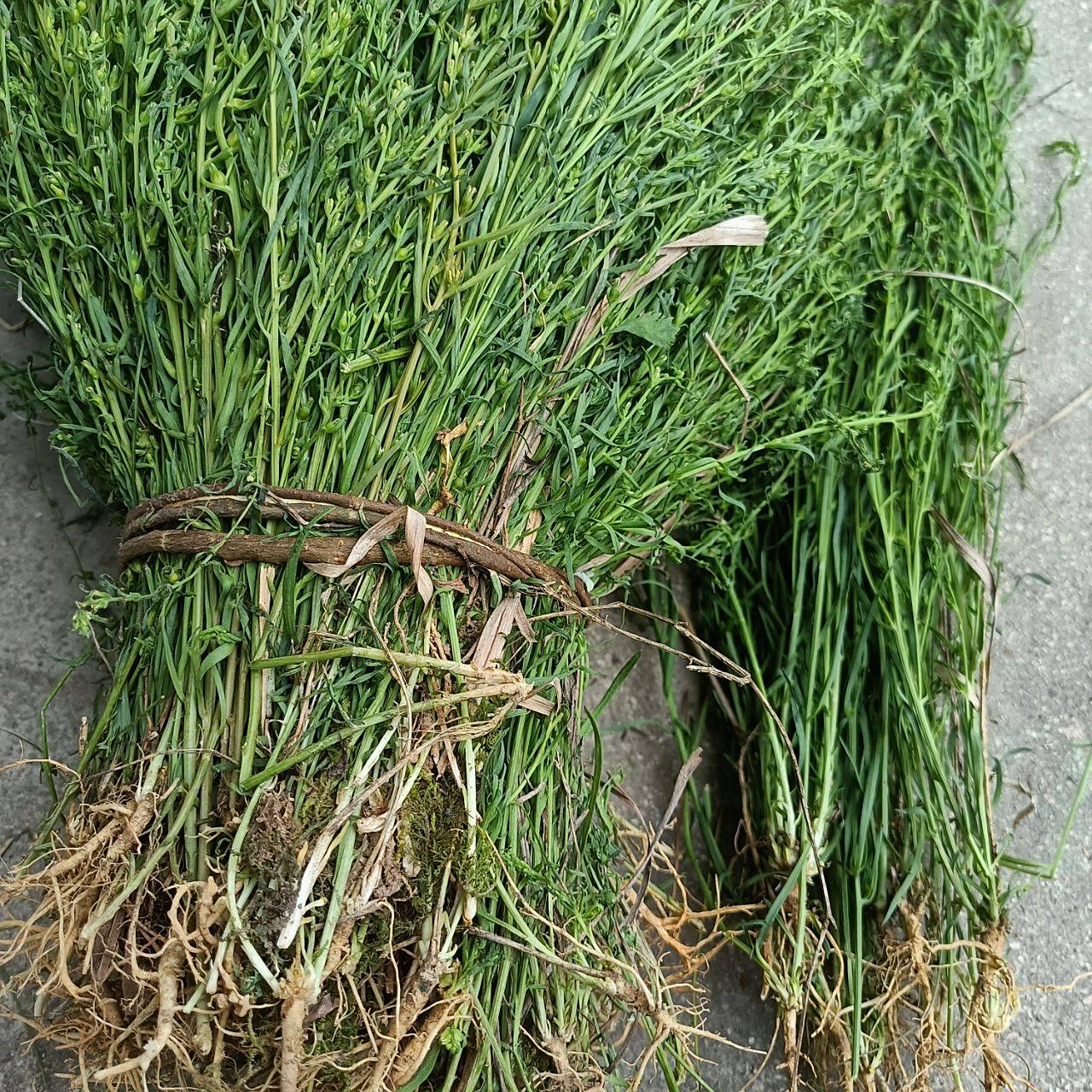 野生麦黄草百蕊草