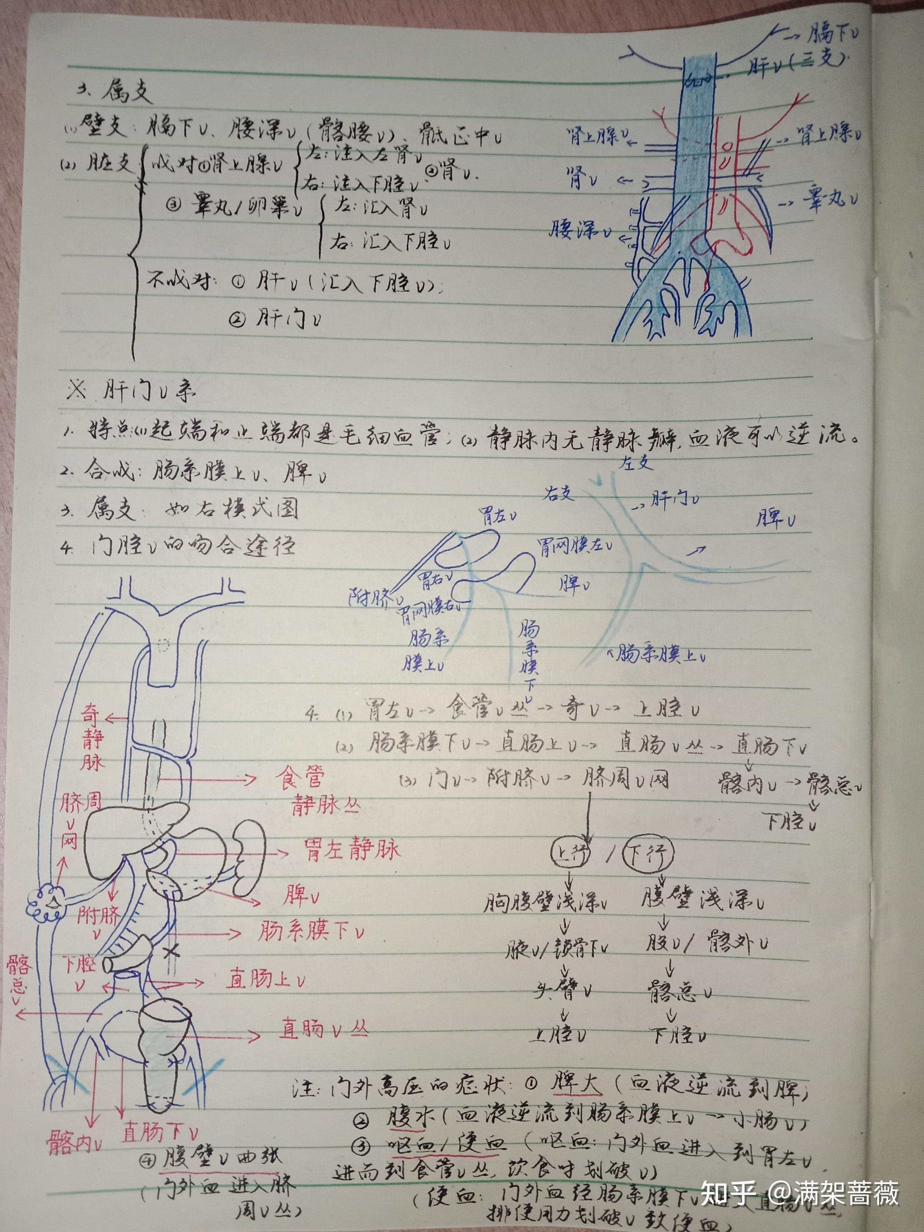b站霍琨老师系统解剖学视频笔记静脉and淋巴系统