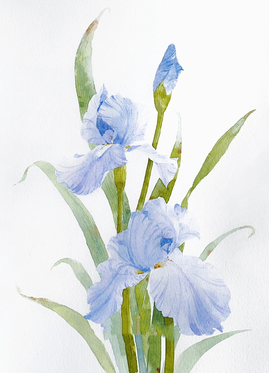 水彩花卉|温柔的鸢尾 一轮鸢尾花 春暮 色更白 	 笔:水自闲 纸:宝虹细