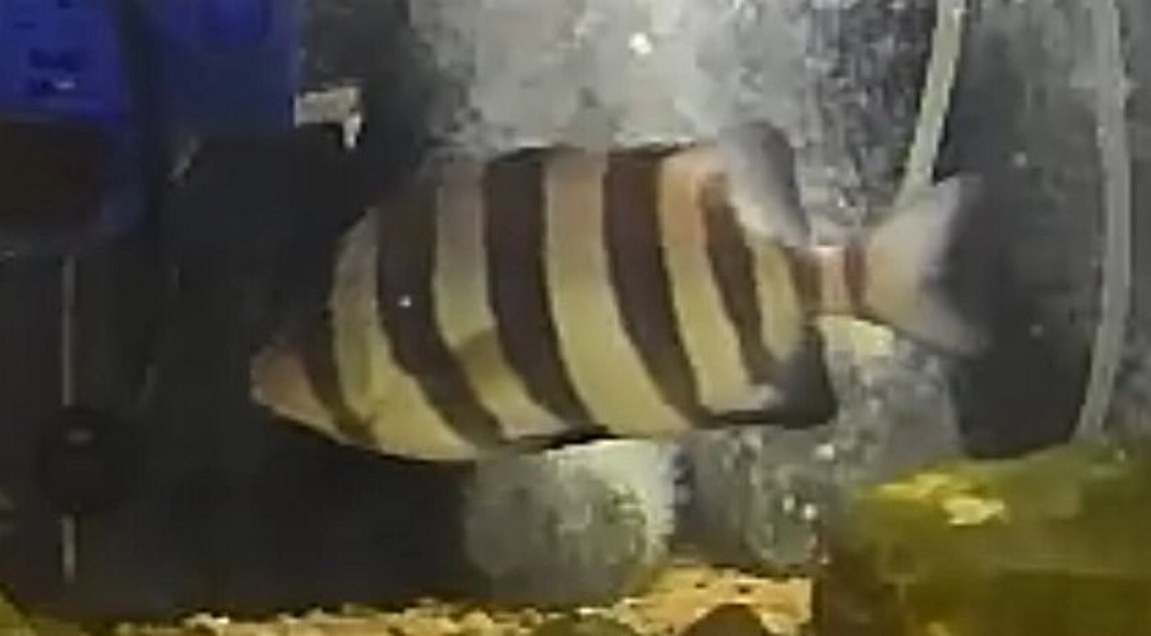 最近原生海水水族箱卵圆鞭毛虫病爆发,刚还刚上出差,就委托家人帮着看