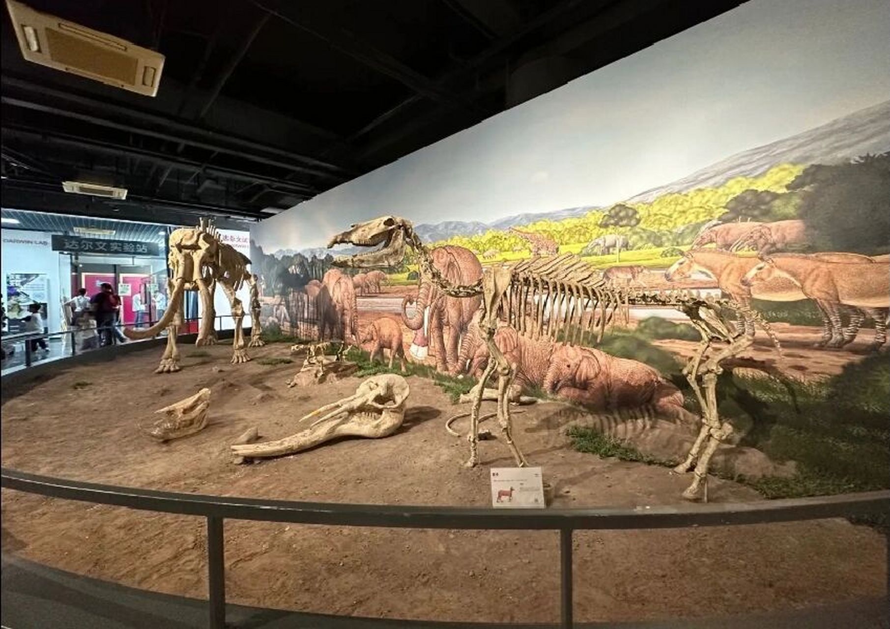 南京古生物博物馆|南京0元遛娃 免费的6015恐龙化石6015古