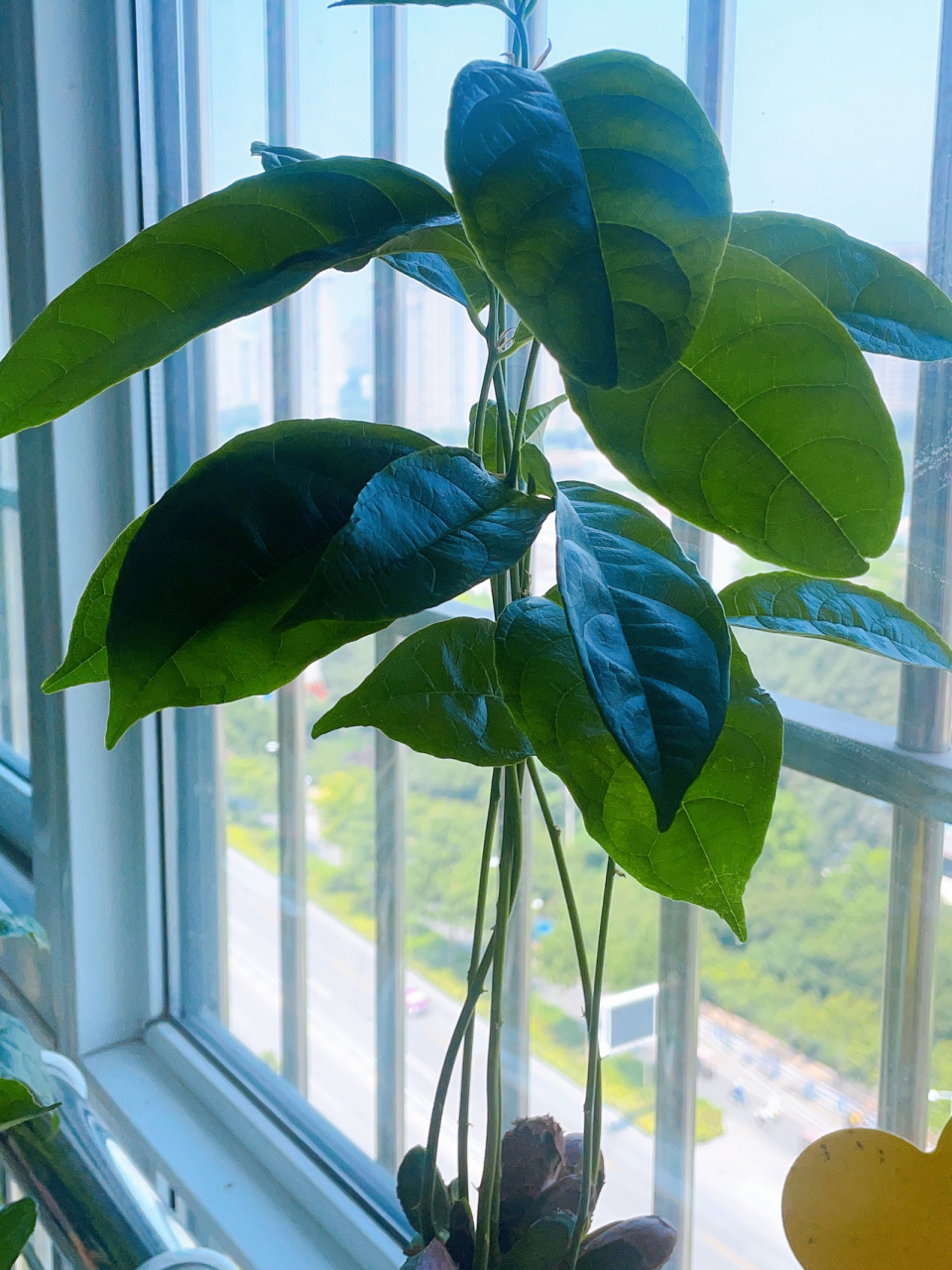 一看就会的半水培种子盆栽之菠萝蜜95 菠萝蜜种植非常简单 166