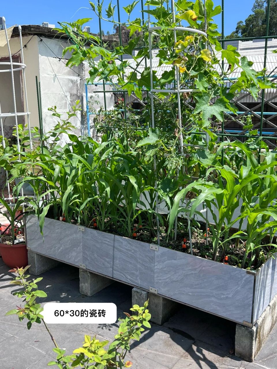 2022年三月份做的瓷砖菜池 现在是第二茬作物,翻过土,不会塌,楼顶有