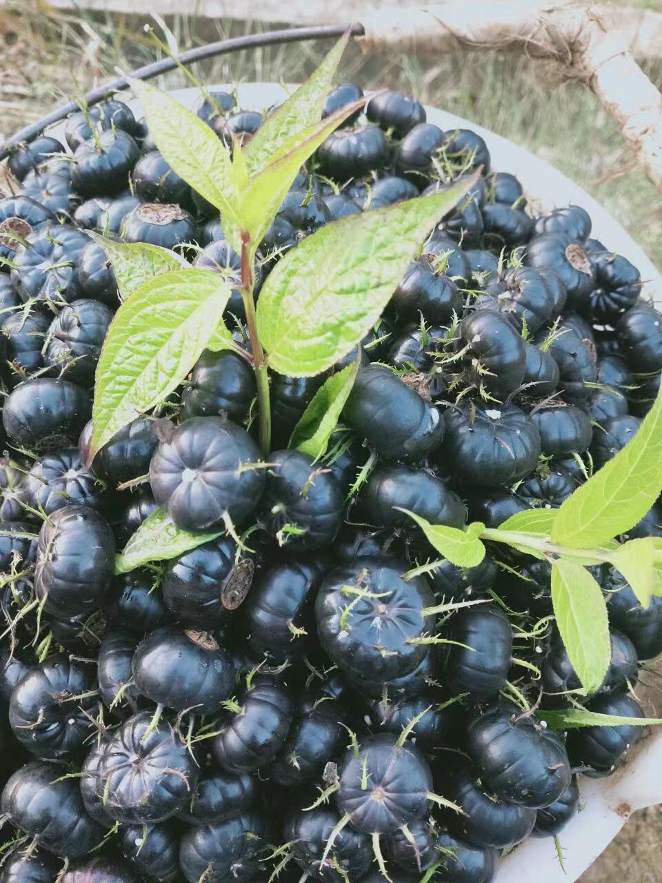 云南罕见特色水果 红参果 你们吃过吗?