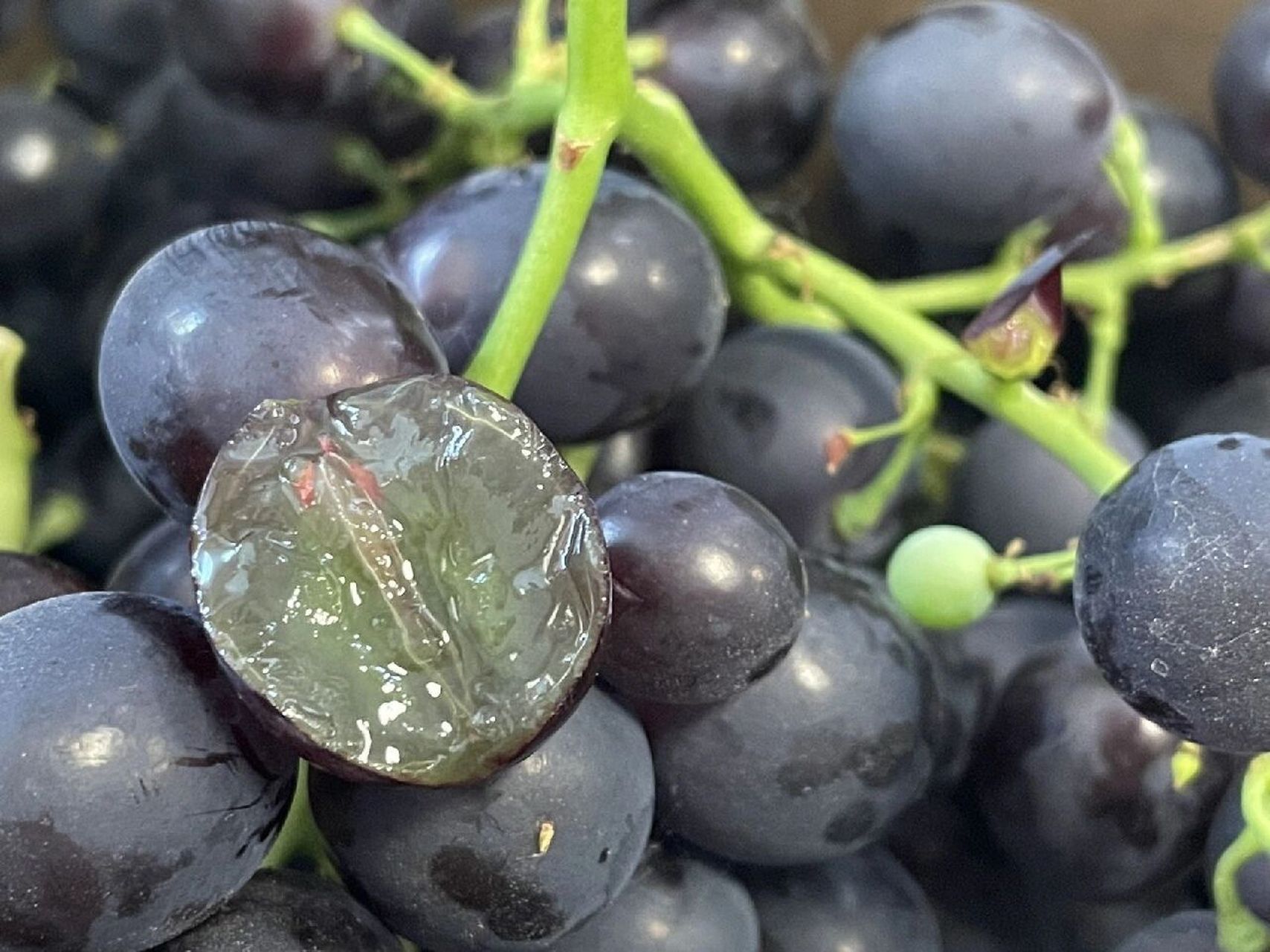 玫瑰香葡萄99 茶淀玫瑰香葡萄成熟后颗粒又黑又紫,入口便有一股玫瑰