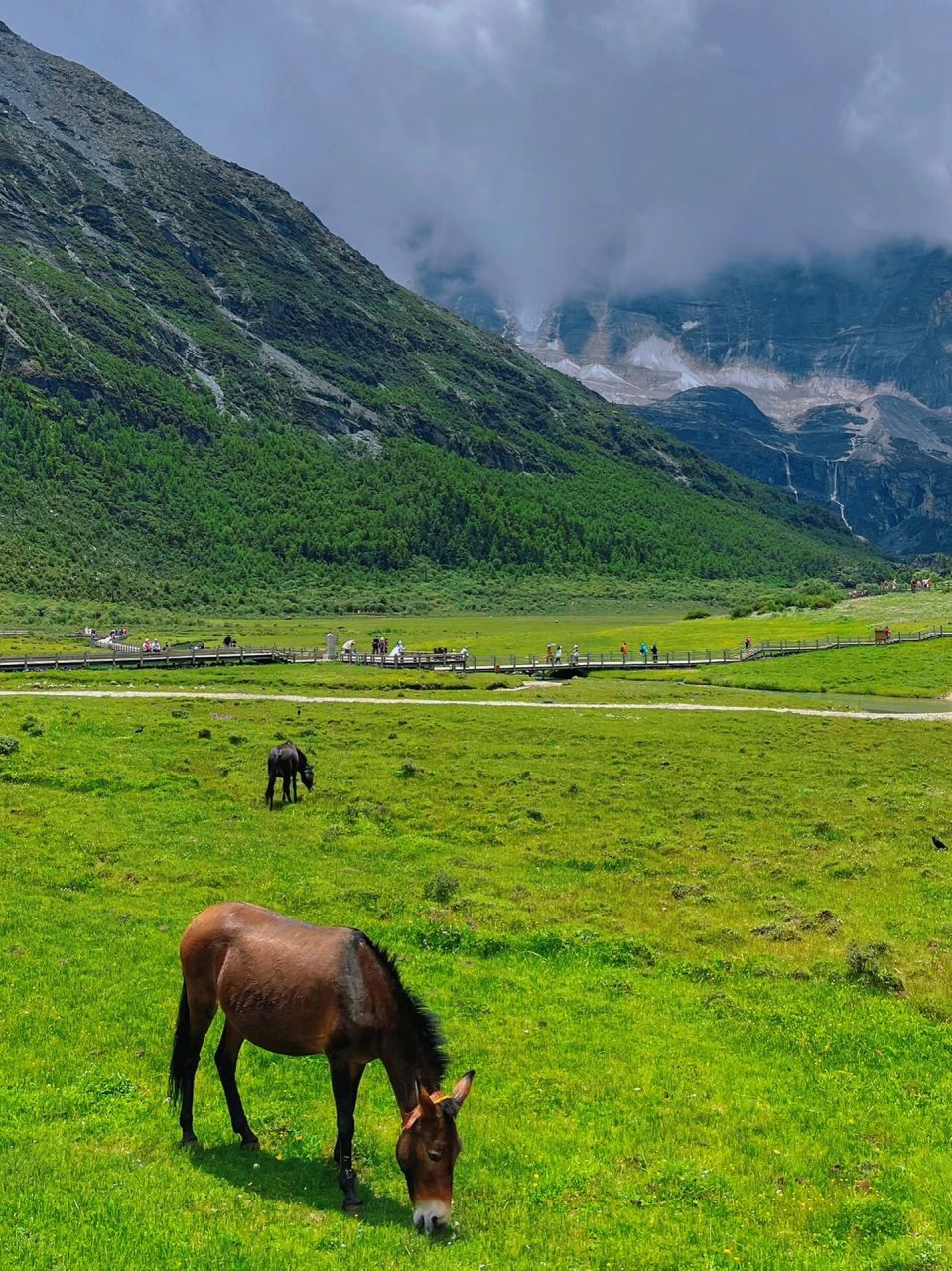很多人都是观光车来回,却错过了这么美的风景,从洛绒牛场徒步下来的