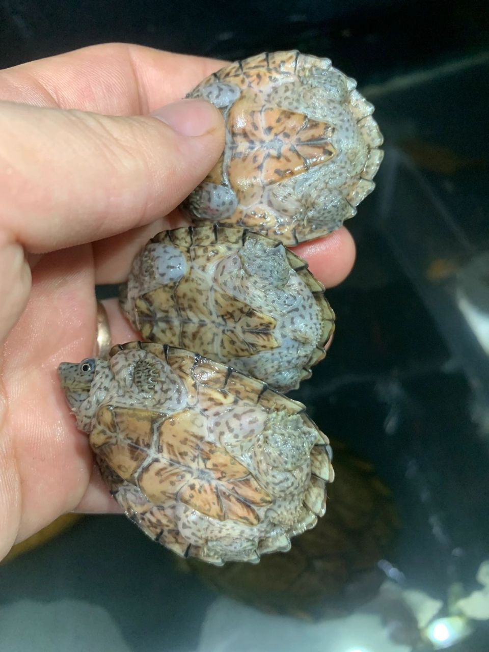 剃刀龟如何分公母 三个剃刀龟,其中两个公的一个母