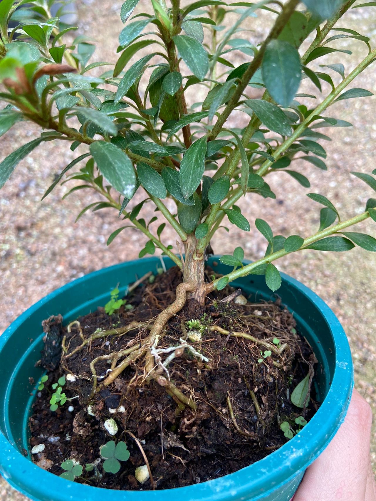 皋月杜鹃——菊姬 耐寒耐热 根盘漂亮健康 现在都带花苞 花开红色鲜艳