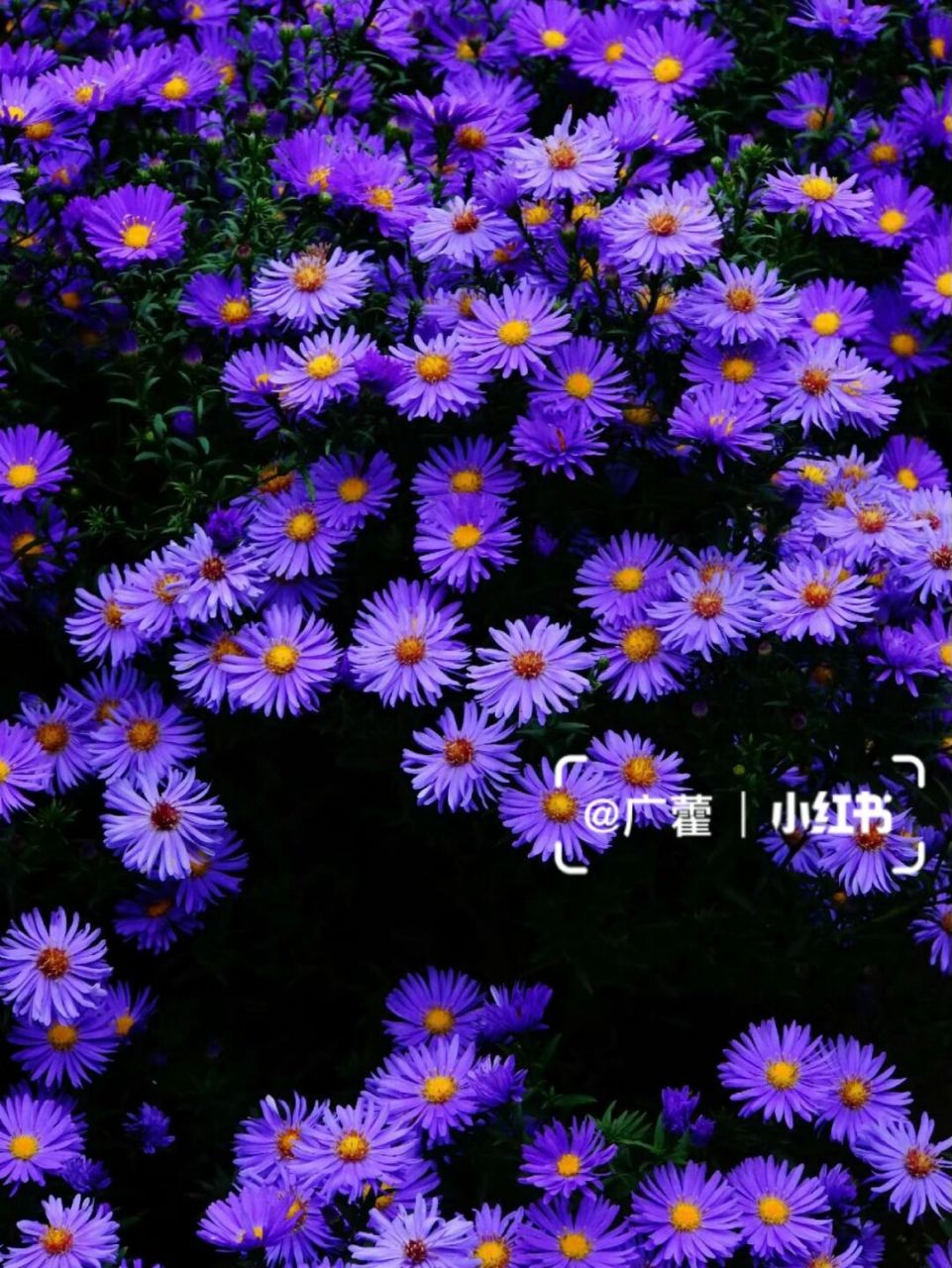 秋日花园植物推荐|翠菀(荷兰菊)"蓝色礁湖" 我家的第三个荷兰菊品种