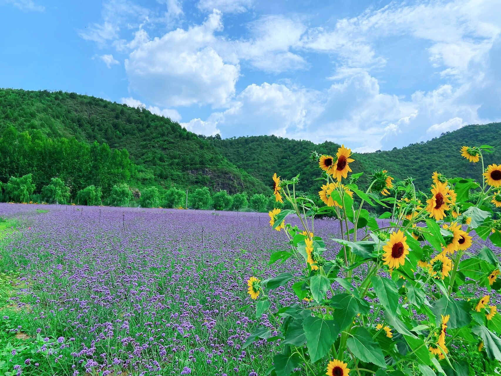 打卡京郊最美泳池/密云人间花海 炎炎夏日,当然要有阳光沙滩9215