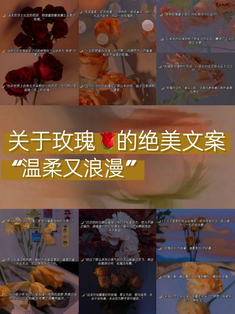 关于玫瑰95的绝美文案‖温柔又浪漫 78风很温柔,花很浪漫,你很