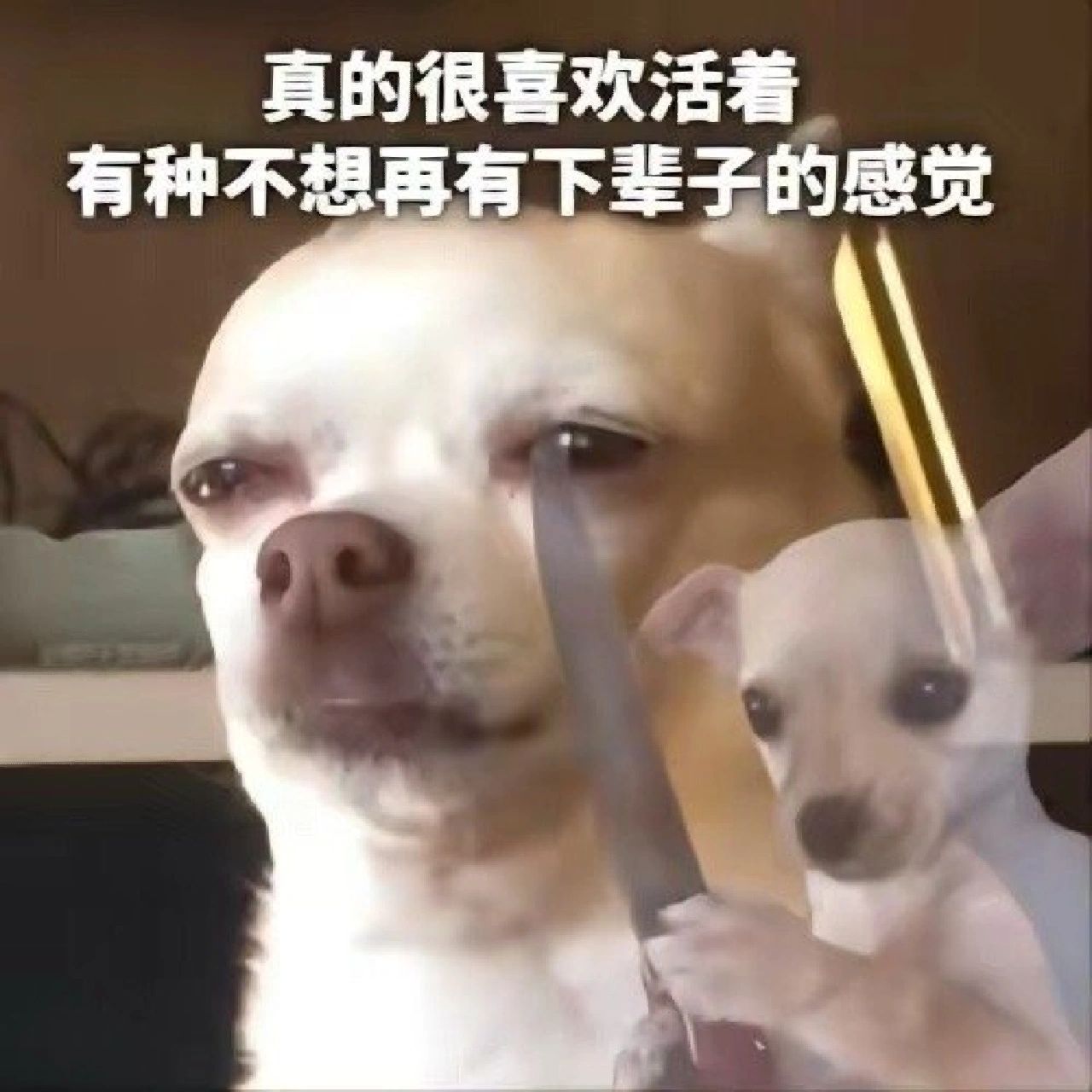 活不下去了表情包 摆烂表情包