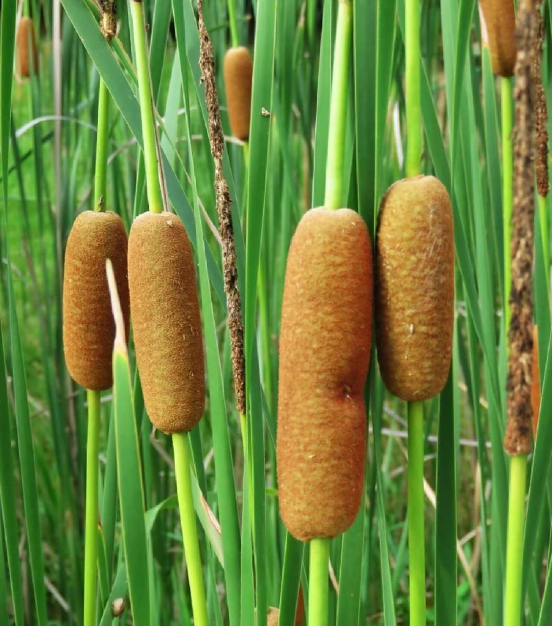 这个你一定知道 蒲黄,中药名.